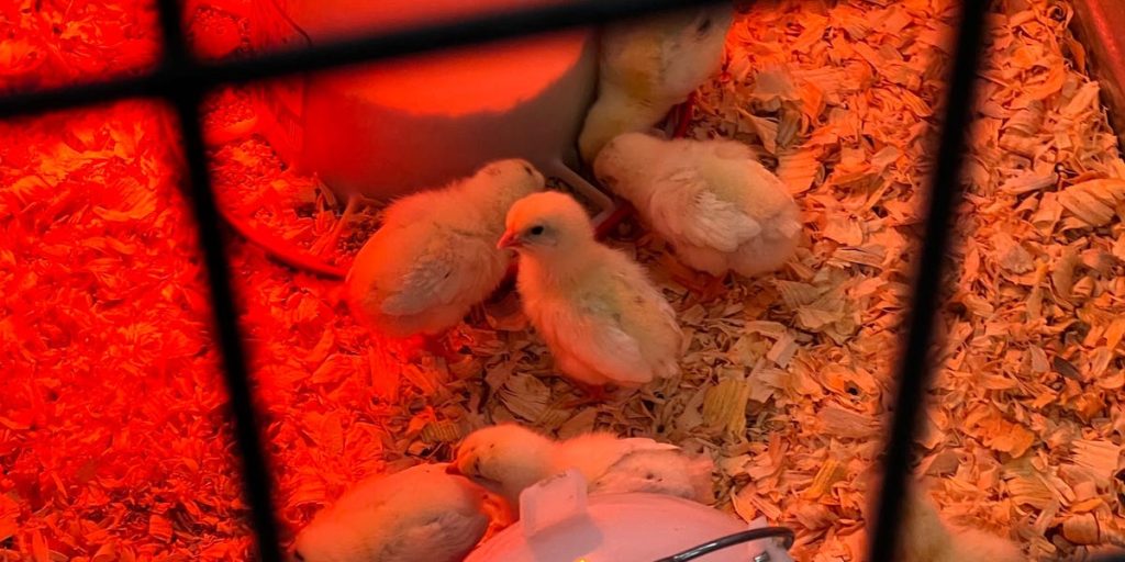 Consumers Turn to Baby Chicks as Egg Prices Soar at Tractor Supply