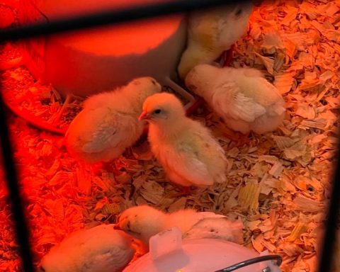 Consumers Turn to Baby Chicks as Egg Prices Soar at Tractor Supply