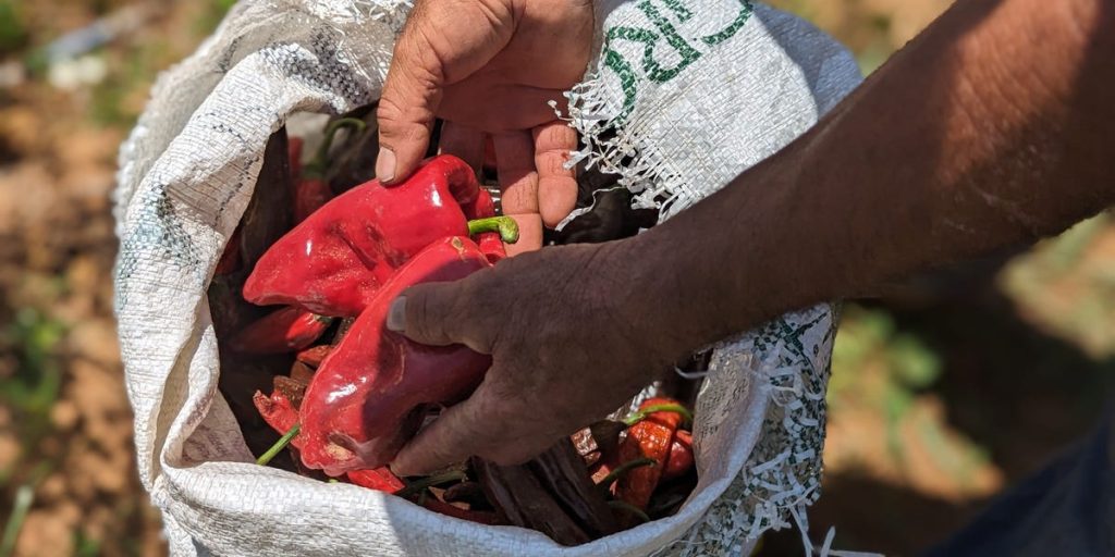 <title>Spicing Up the Debate: How U.S. Tariffs Impact Authentic Mexican Cuisine</title>