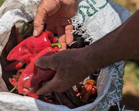 <title>Spicing Up the Debate: How U.S. Tariffs Impact Authentic Mexican Cuisine</title>